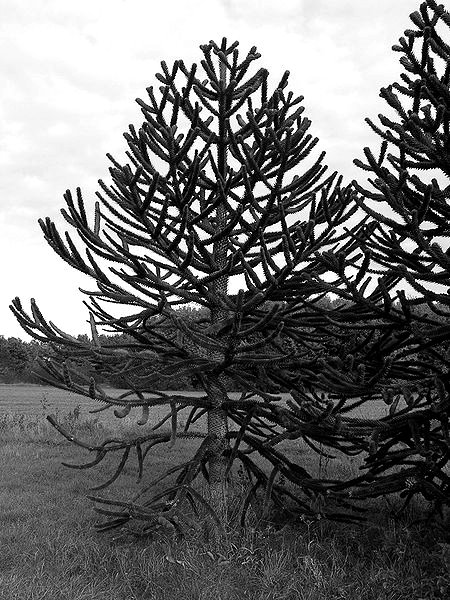 Chilenische Araukarien im Arboretum Main-Taunus